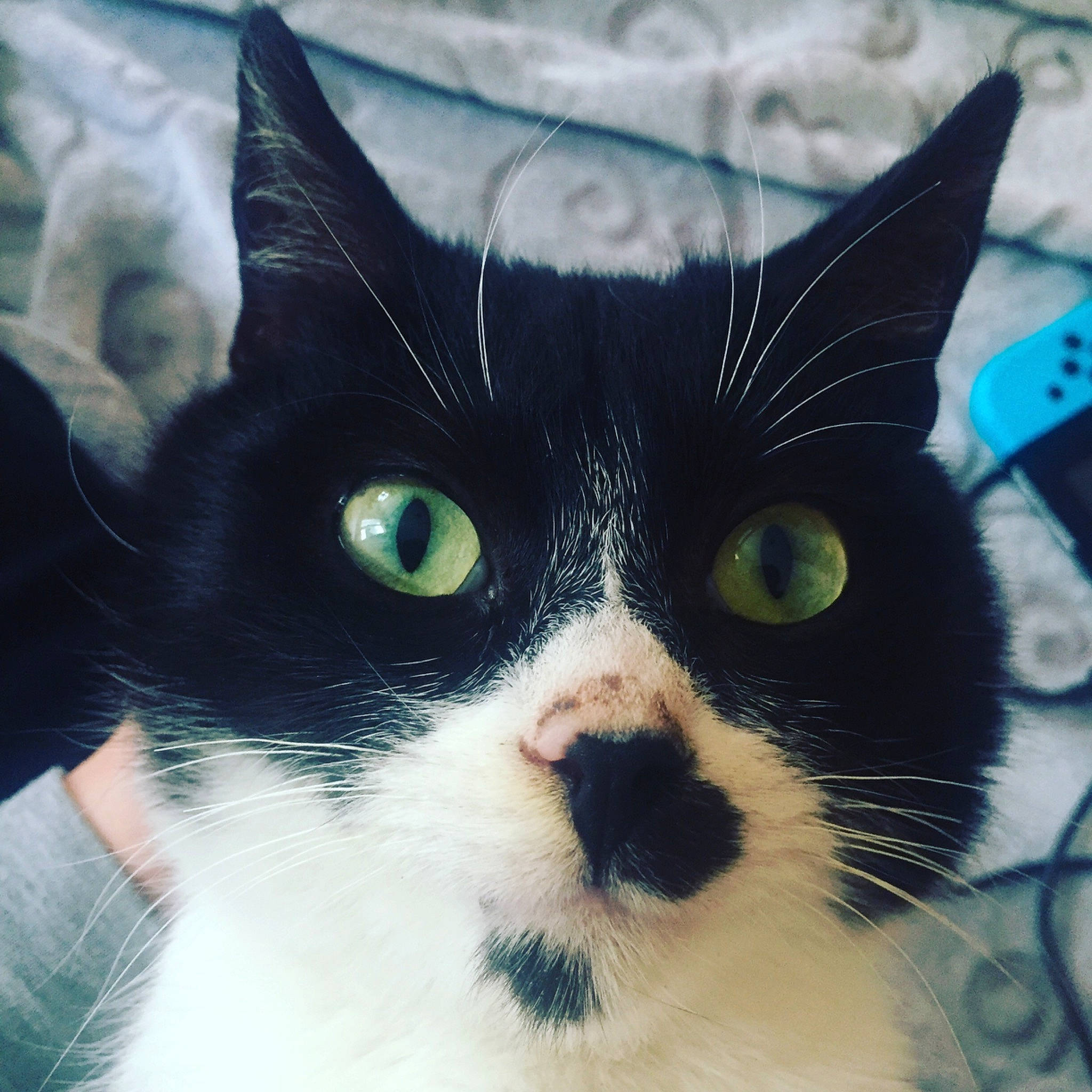 Felix a rejoint le concours — aidez-le/la à gagner de superbes lots ! aegean_cat, black, black_and_white, black_cat, carnivore, cat, close_up, domestic_short_haired_cat, eye, felidae, fur, head, iris, kitten, nose, organ, sky, small_to_medium_sized_cats, snout, whiskers