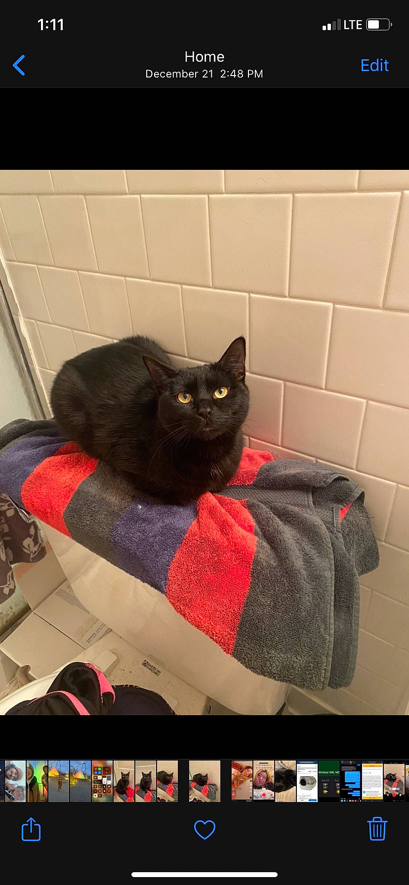 Freya is registered to the contest to win money with this photo: bag, black_cat, bombay, carmine, carnivore, cat, comfort, domestic_short_haired_cat, felidae, fur, grey, pattern, pet_supply, room, sitting, small_to_medium_sized_cats, snout, tail, tints_and_shades, whiskers