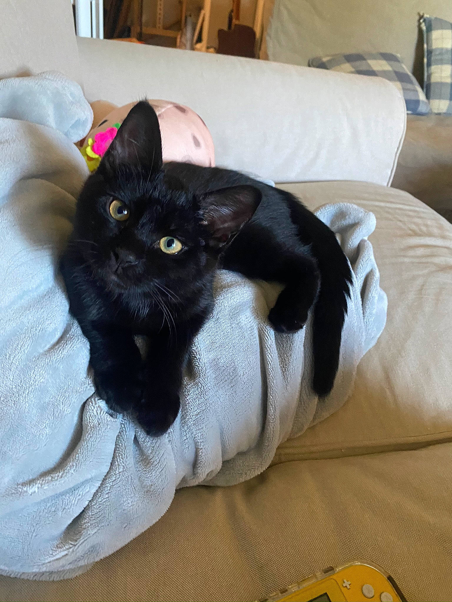 Freya is registered to the contest to win money with this photo: black_cat, bombay, carnivore, cat, cat_supply, chair, comfort, couch, domestic_short_haired_cat, eye, felidae, fur, furniture, grey, linens, picture_frame, small_to_medium_sized_cats, snout, tail, whiskers