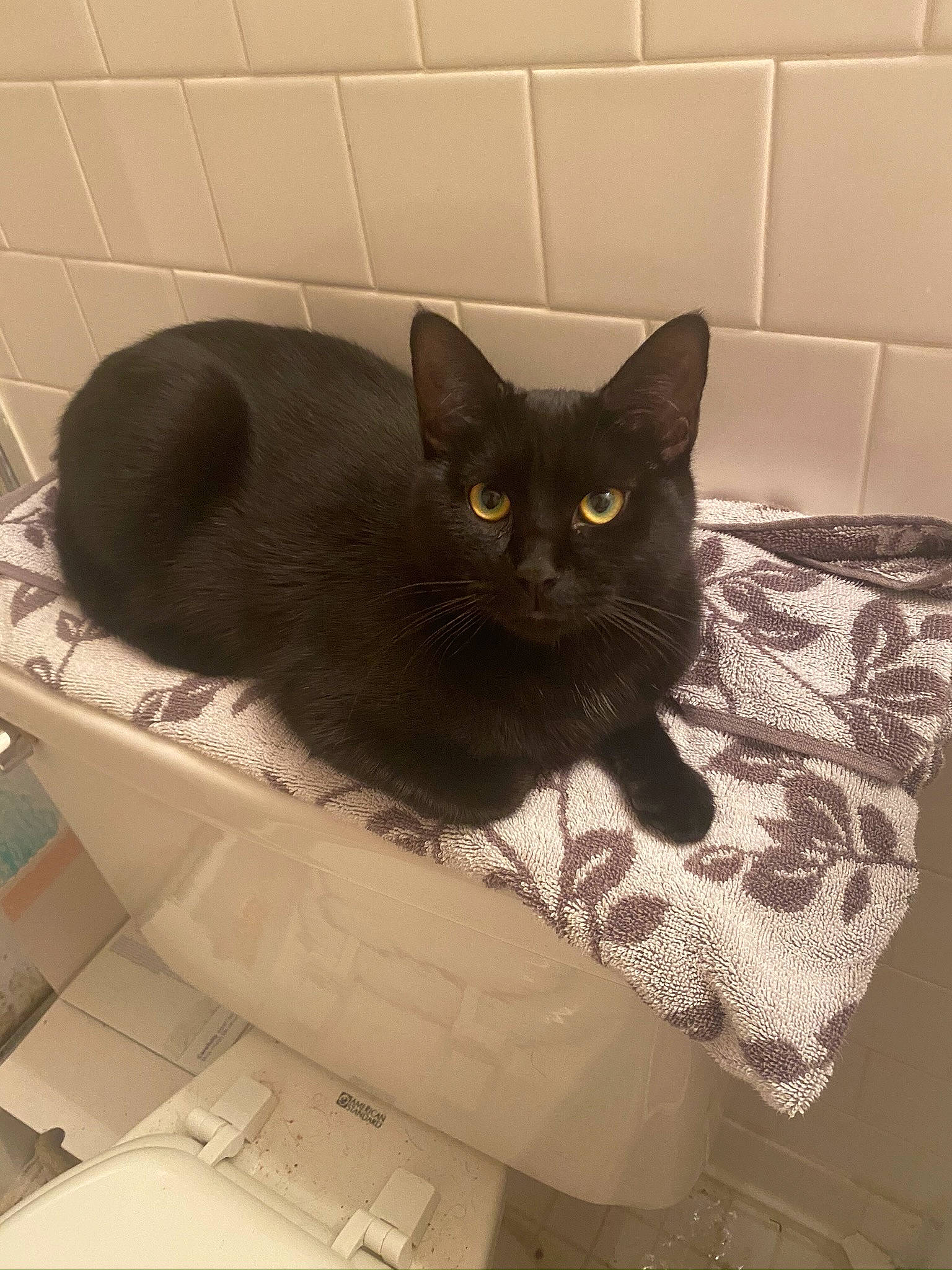 Freya joined the competition — help win amazing prizes! black_cat, bombay, box, carnivore, cat, cat_supply, comfort, domestic_short_haired_cat, felidae, floor, flooring, fur, grey, paper_product, pet_supply, rectangle, small_to_medium_sized_cats, snout, tail, whiskers