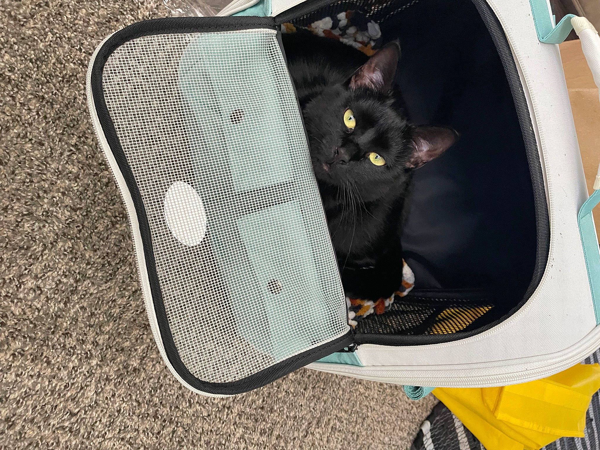 Freya joined the competition — help win amazing prizes! audio_equipment, auto_part, automotive_lighting, bag, baggage, black_cat, carbon, carnivore, cat, comfort, domestic_short_haired_cat, felidae, grey, luggage_and_bags, mammal, mesh, pet_supply, small_to_medium_sized_cats, tail, whiskers