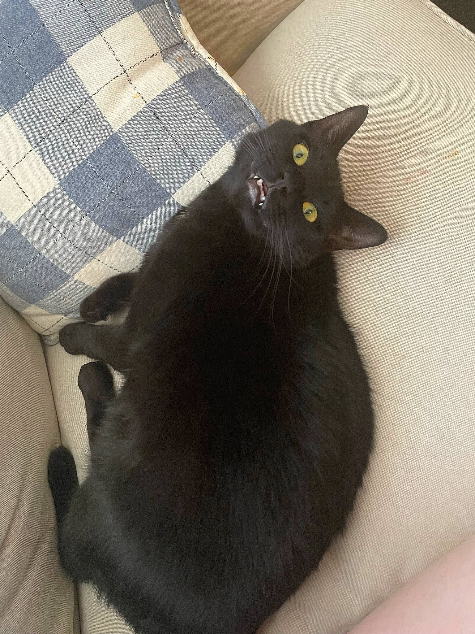 Freya is registered to the contest to win money with this photo: black_cat, bombay, carnivore, cat, comfort, domestic_short_haired_cat, felidae, fur, grey, mammal, pattern, plaid, small_to_medium_sized_cats, snout, tail, tartan, vertebrate, whiskers, window