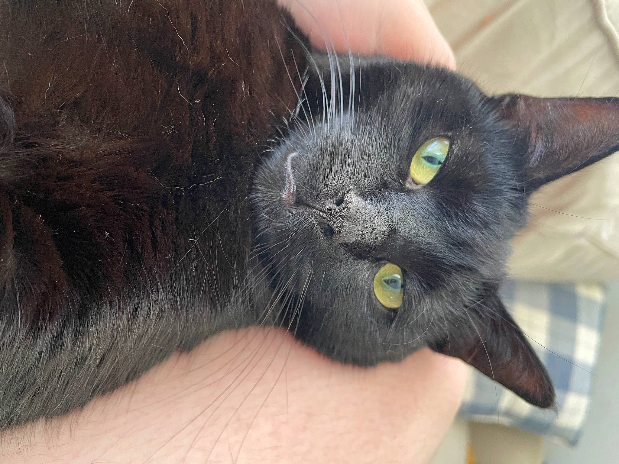 Freya is registered to the contest to win money with this photo: black_cat, bombay, carnivore, cat, claw, comfort, domestic_short_haired_cat, felidae, fur, havana_brown, paw, small_to_medium_sized_cats, snout, tail, terrestrial_animal, whiskers