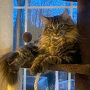 Itchy joined the competition — help win amazing prizes! animal, background, cat, cozy, evening, feline, fluffy, fur, home, indoor, nature, paws, pet, relaxed, resting, rope, tabby, tree, whiskers, window