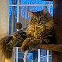 animal, background, cat, cozy, evening, feline, fluffy, fur, home, indoor, nature, paws, pet, relaxed, resting, rope, tabby, tree, whiskers, window