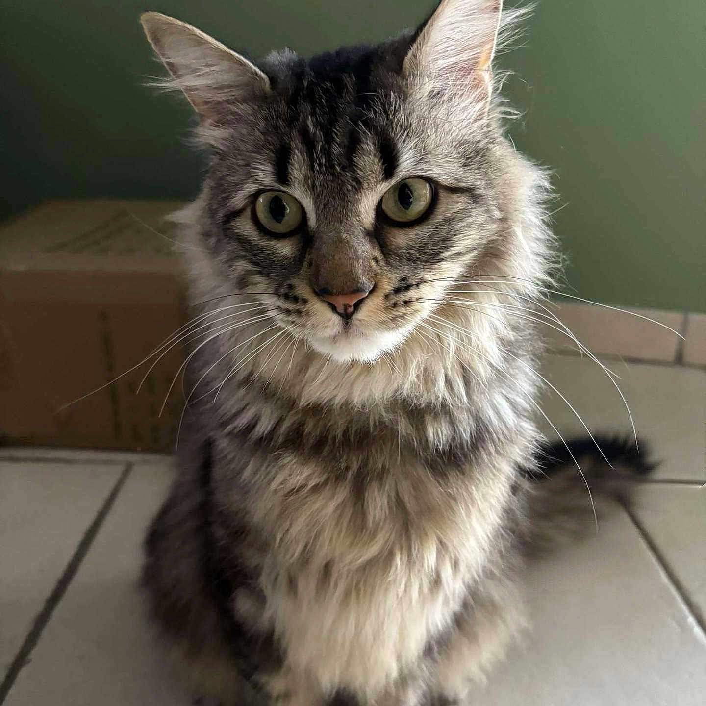 Urus participe au concours pour gagner de l'argent avec cette photo : abyssinian, angora, animal, box, cardboard, carton, cat, egyptiancat, kitten, manx, pet, siamese, snout