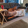 dog, couch, blanket, living_room, carpet, table, cup, tapestry, wall, door, window, decor, animal_print, wood, sitting, furniture, indoor, brown_dog, cozy, relaxed