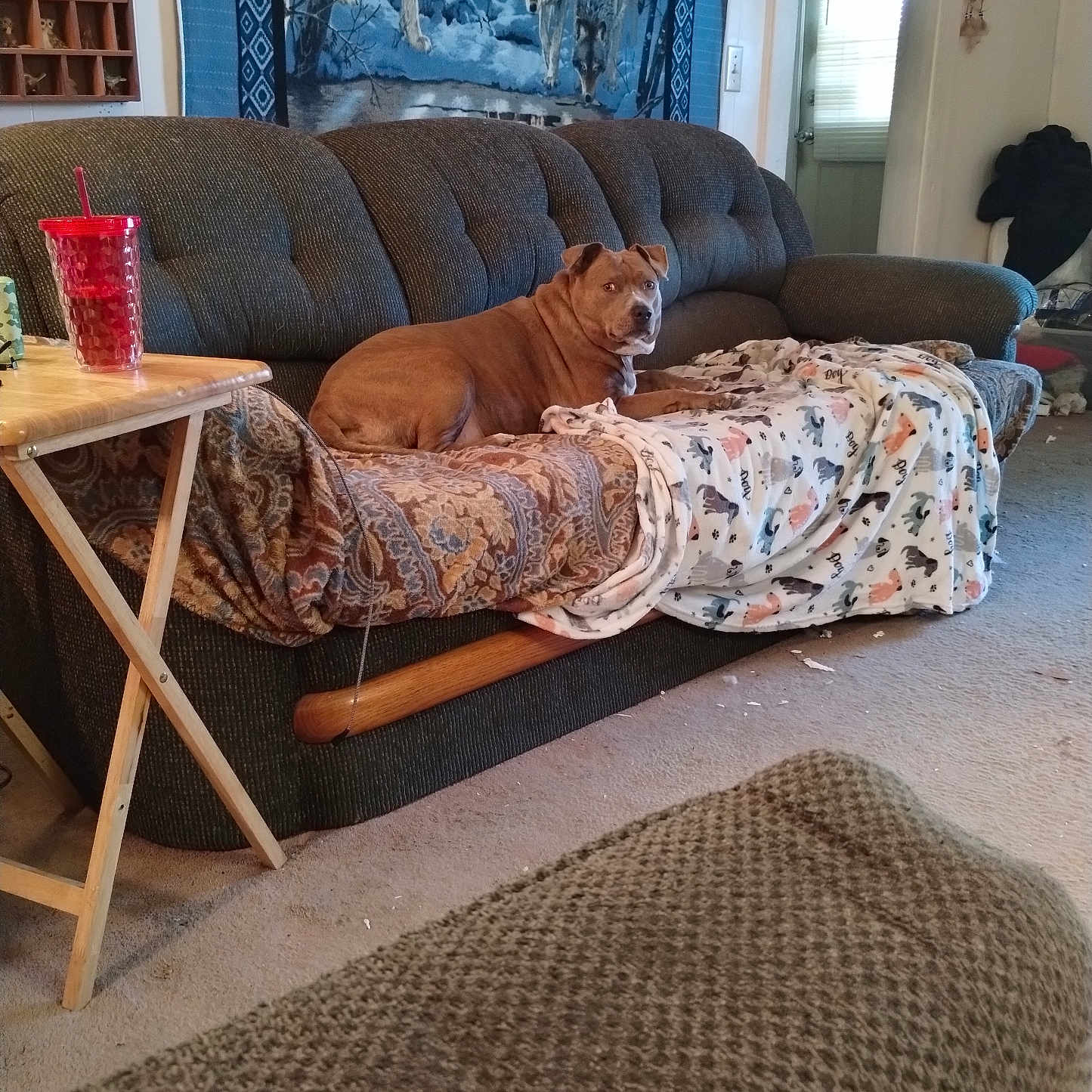 Leia is registered to the contest to win money with this photo: dog, couch, blanket, living_room, carpet, table, cup, tapestry, wall, door, window, decor, animal_print, wood, sitting, furniture, indoor, brown_dog, cozy, relaxed