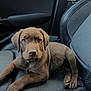 animal, brown, car_seat, closeup, collar, cute, dog, ears, fur, indoor, leather, looking, nosed, paws, pet, puppy, resting, seat, vehicle, young