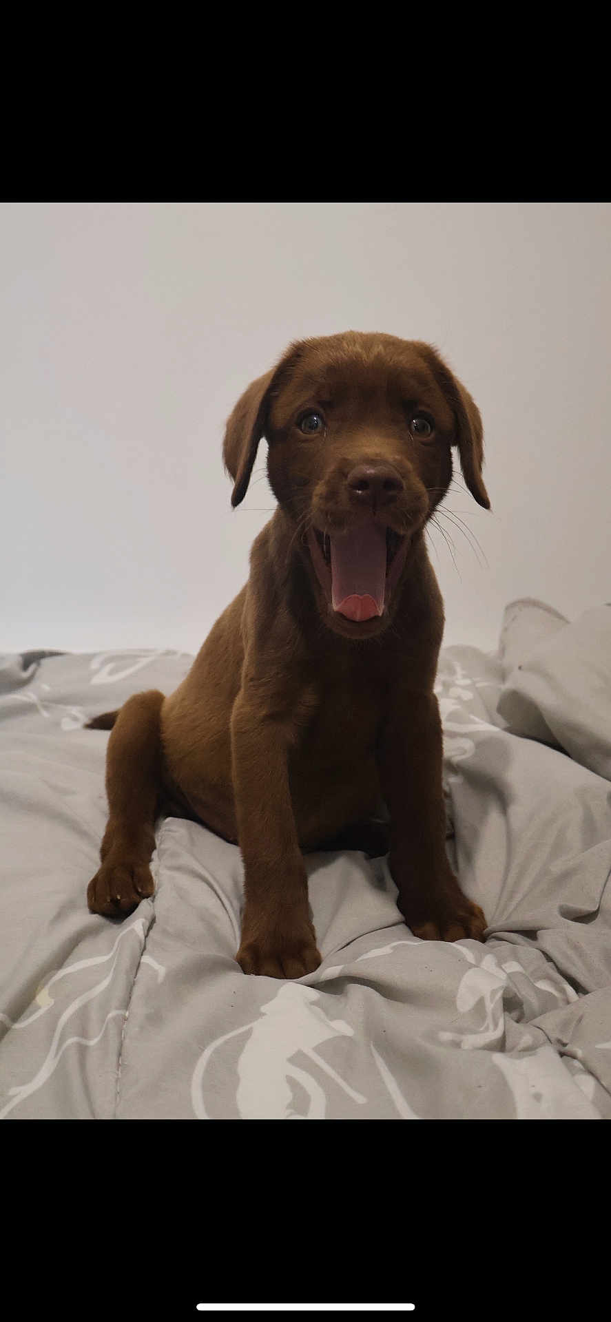 Simba