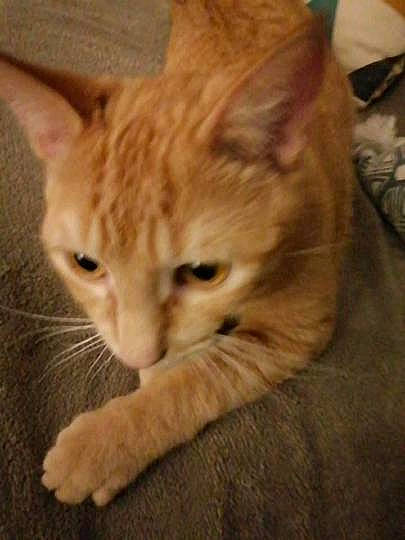 Cappuccino a rejoint le concours — aidez-le/la à gagner de superbes lots ! carnivore, cat, claw, comfort, domestic_short_haired_cat, fawn, felidae, fur, hardwood, paw, small_to_medium_sized_cats, snout, tail, whiskers, wood