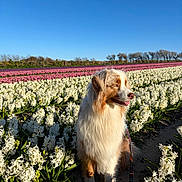 Vahiné participe au concours pour gagner de l'argent avec cette photo : dog, australian_shepherd, flower_field, hyacinths, white_flowers, pink_flowers, blue_sky, outdoor, pet, leash, portrait, sitting, fur, nature, spring, sunlight, meadow, horizon, trees, cute