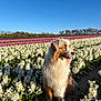 dog, australian_shepherd, flower_field, hyacinths, white_flowers, pink_flowers, blue_sky, outdoor, pet, leash, portrait, sitting, fur, nature, spring, sunlight, meadow, horizon, trees, cute
