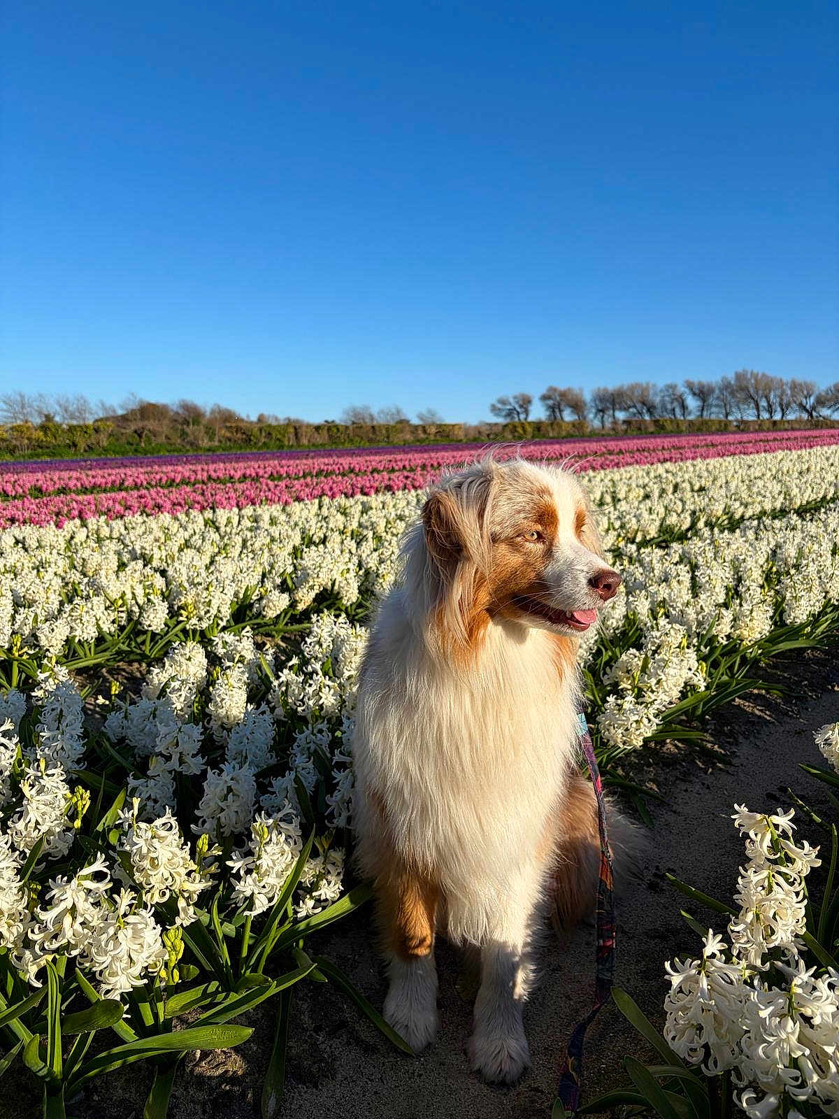 Vahiné participe au concours pour gagner de l'argent avec cette photo : dog, australian_shepherd, flower_field, hyacinths, white_flowers, pink_flowers, blue_sky, outdoor, pet, leash, portrait, sitting, fur, nature, spring, sunlight, meadow, horizon, trees, cute
