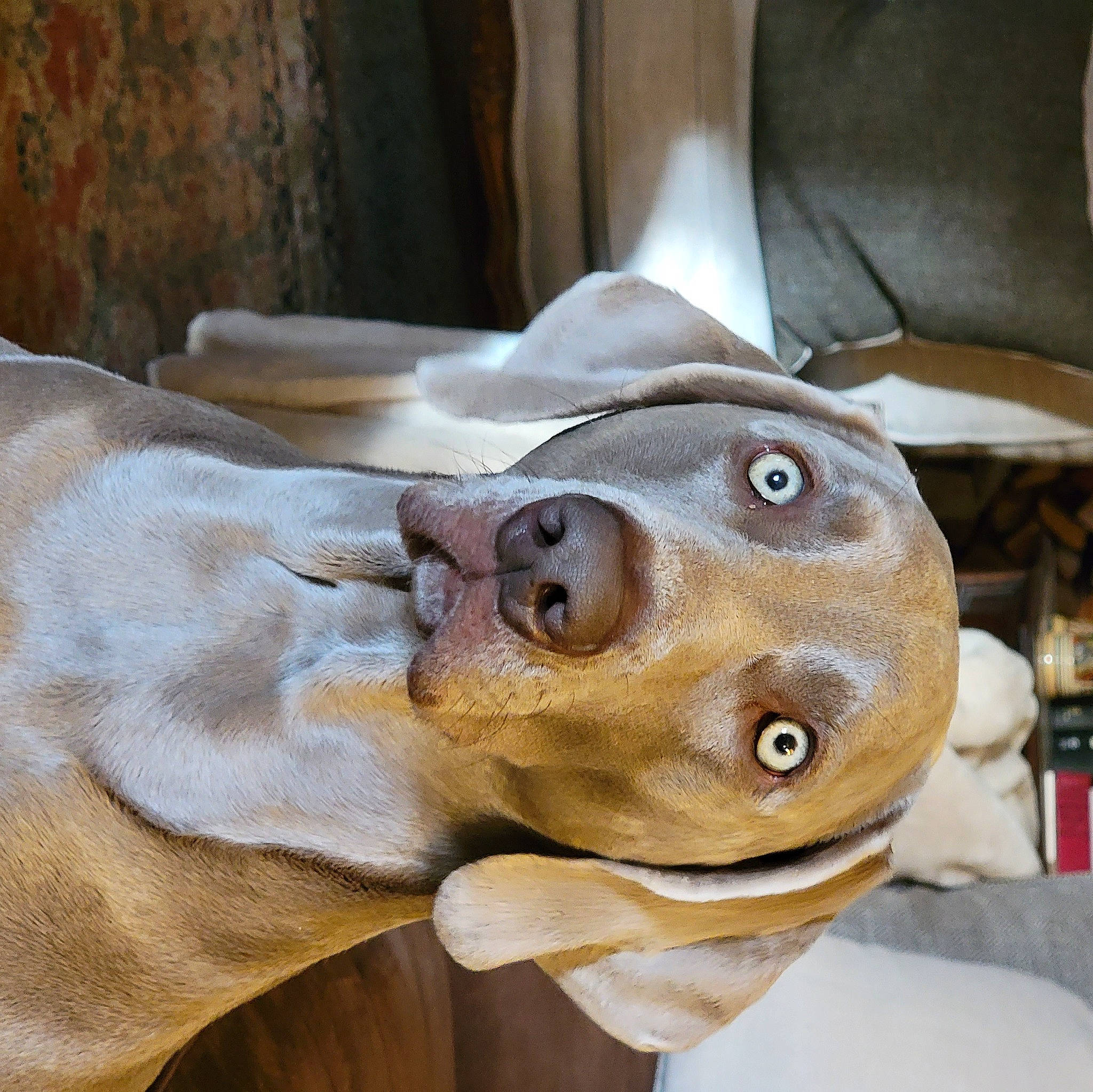 Bimmer is registered to the contest to win money with this photo: art, canidae, companion_dog, dog, dog_breed, fawn, fish, fur, jaw, leather, metal, personal_protective_equipment, sculpture, snout, sporting_group, terrestrial_animal, whiskers, wood, working_animal, wrinkle