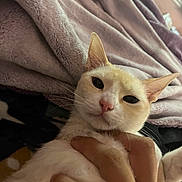 Bell joined the competition — help win amazing prizes! animal, blanket, calm, cat, closeup, comfort, cozy, cute, domestic, fur, gentle, hand, human, indoor, light, pet, relaxed, resting, soft, window