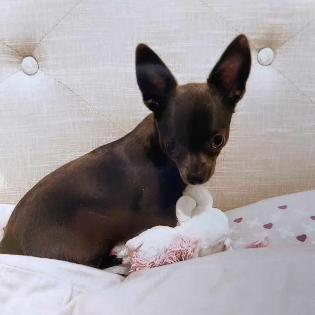 Jonah a rejoint le concours — aidez-le/la à gagner de superbes lots ! animal, canine, chihuahua, cushion, dog, homedecor, pet, puppy, snout
