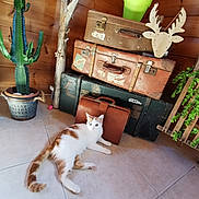 Simba participe au concours pour gagner de l'argent avec cette photo : cat, orange_and_white_cat, vintage_suitcases, stacked_suitcases, wooden_wall, potted_cactus, wooden_reindeer_decoration, green_plants, tile_floor, indoor, relaxed_cat, resting_cat, brown_briefcase, rustic, decor, home_interior, animal, pet, cozy, quiet