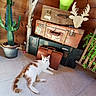 cat, orange_and_white_cat, vintage_suitcases, stacked_suitcases, wooden_wall, potted_cactus, wooden_reindeer_decoration, green_plants, tile_floor, indoor, relaxed_cat, resting_cat, brown_briefcase, rustic, decor, home_interior, animal, pet, cozy, quiet