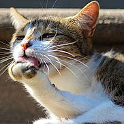 Athena a rejoint le concours — aidez-le/la à gagner de superbes lots ! cat, animal, pet, paw, licking, whiskers, close_up, feline, fur, grooming, sunlight, outdoor, relaxed, mammal, cute, tabby, white_fur, portrait, nature, daylight