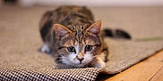 Athena a rejoint le concours — aidez-le/la à gagner de superbes lots ! cat, tabby, animal, pet, indoor, rug, wooden_floor, curious, feline, whiskers, ears, paws, closeup, focused, stalking, cute, domestic, fur, young_cat, playful