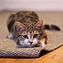 cat, tabby, animal, pet, indoor, rug, wooden_floor, curious, feline, whiskers, ears, paws, closeup, focused, stalking, cute, domestic, fur, young_cat, playful