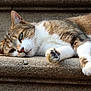 Athena participe au concours pour gagner de l'argent avec cette photo : cat, tabby, relaxed, lying_down, close_up, fur, whiskers, outdoor, stone, texture, sleepy, pet, animal, mammal, cute, resting, paw, face, nature, daylight