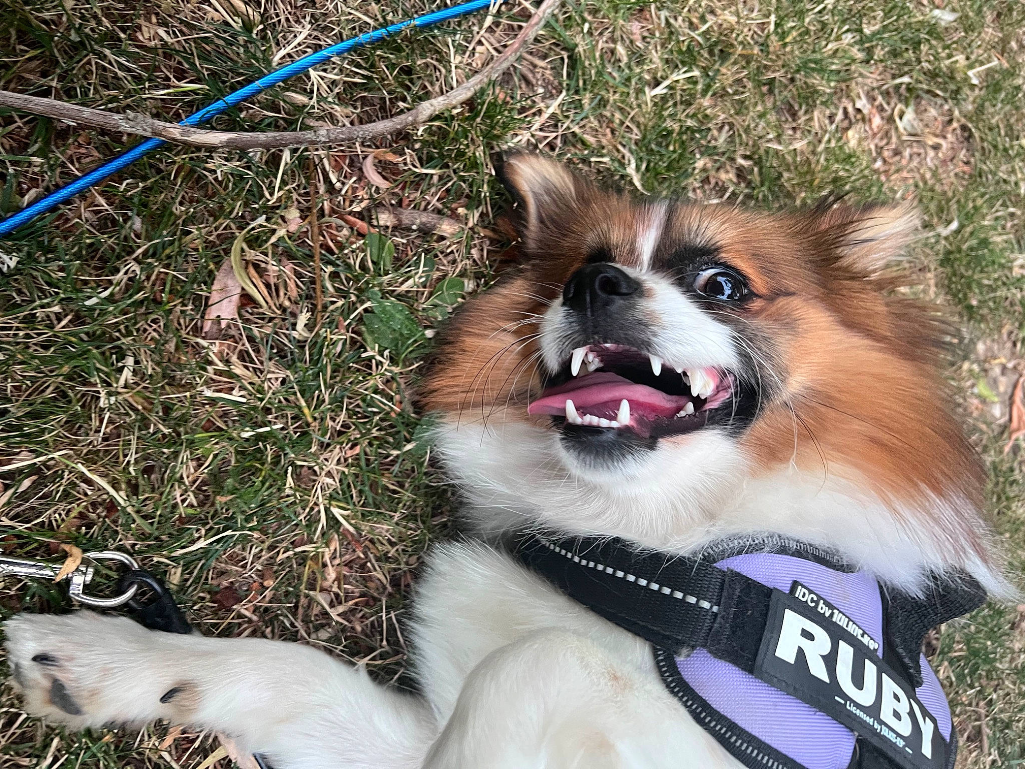 Ruby Roo is registered to the contest to win money with this photo: canidae, carnivore, collar, companion_dog, dog, dog_breed, dog_collar, dog_supply, fawn, fur, grass, pet_supply, photograph, plant, snout, sporting_group, terrestrial_animal, toy_dog, whiskers, working_animal