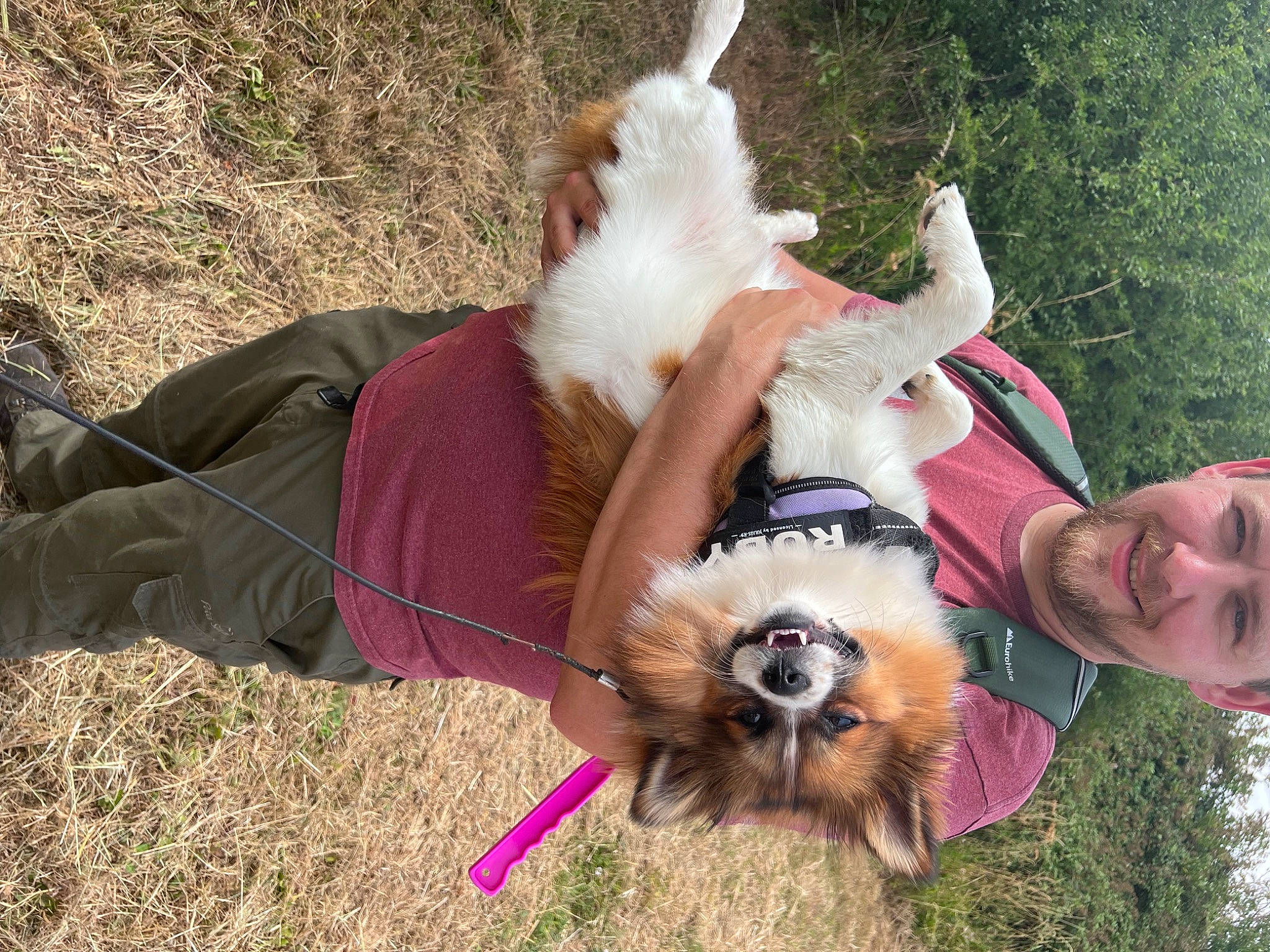 Ruby Roo is registered to the contest to win money with this photo: animal_training, canidae, carnivore, companion_dog, dog, dog_breed, dog_supply, fawn, fun, fur, german_spitz, grass, happy, plant, recreation, smile, spitz, sporting_group, tree, working_animal