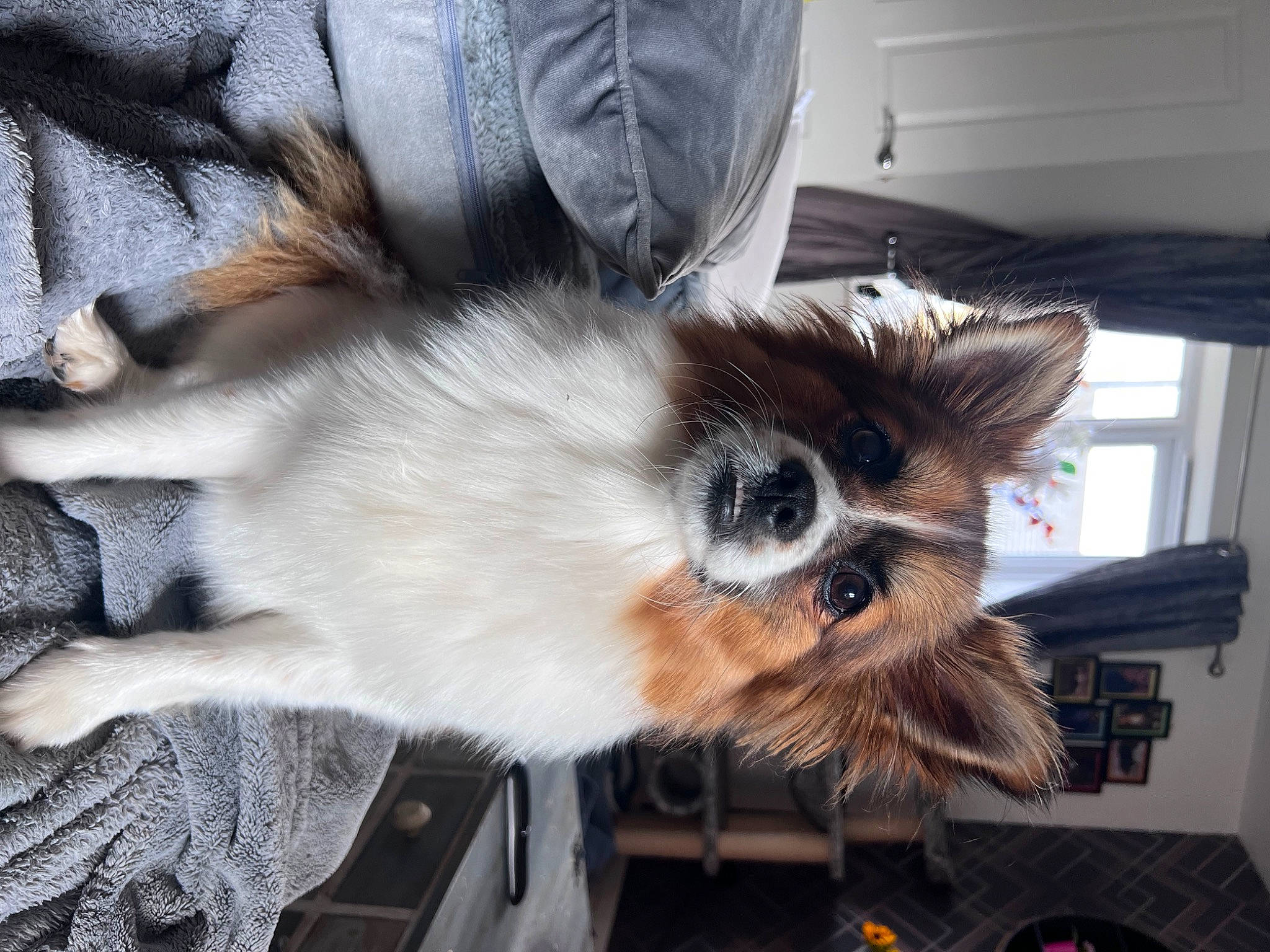 Ruby Roo joined the competition — help win amazing prizes! canidae, carnivore, companion_dog, dog_breed, dog_supply, fawn, felidae, fur, non_sporting_group, small_to_medium_sized_cats, sporting_group, tail, terrestrial_animal, toy_dog, whiskers