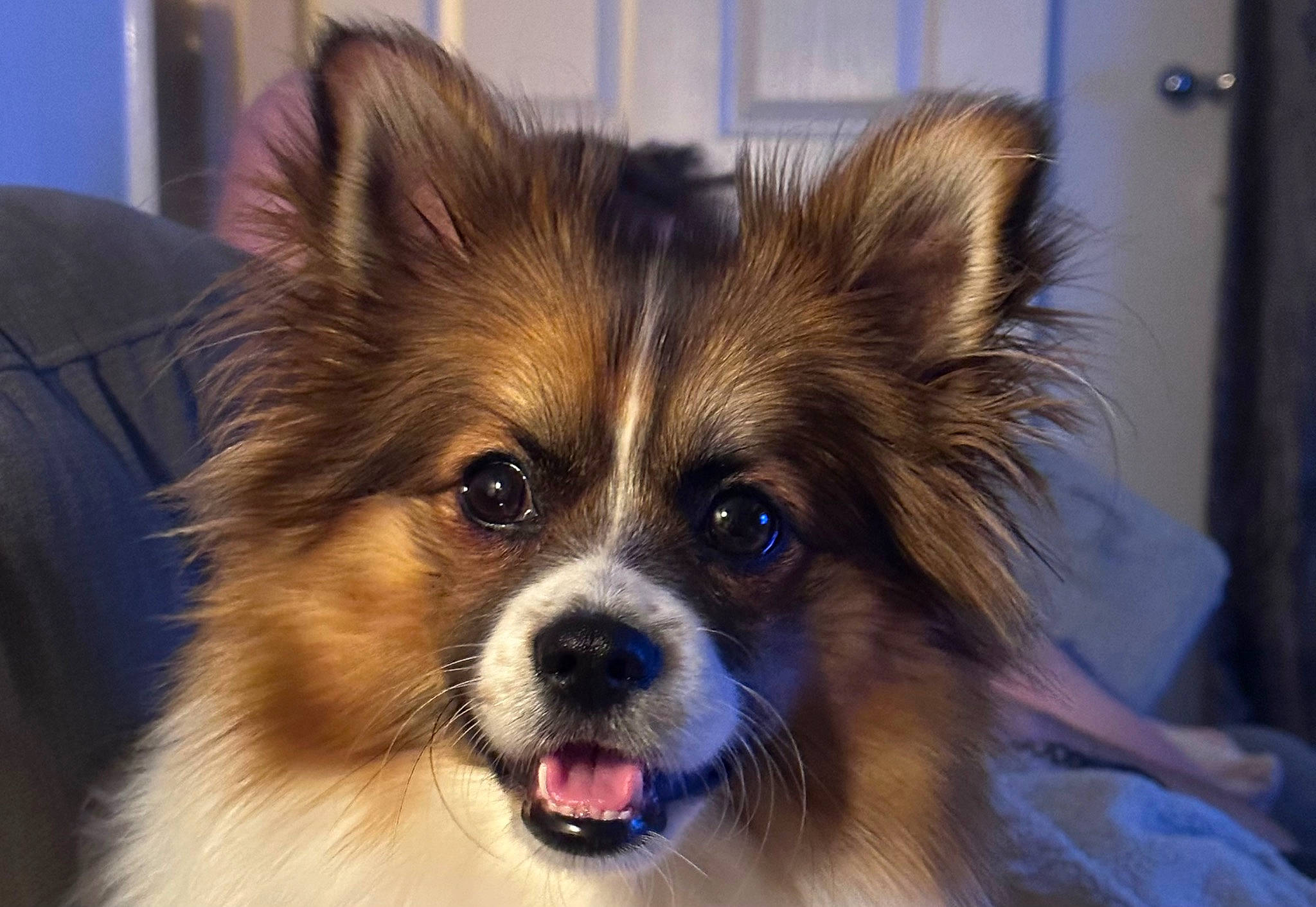 Ruby Roo joined the competition — help win amazing prizes! canidae, carnivore, companion_dog, corgi_chihuahua, dog, dog_breed, dog_supply, ear, fawn, fur, papillon, plant, snout, sporting_group, terrestrial_animal, toy_dog, whiskers, wildlife, working_animal, working_dog