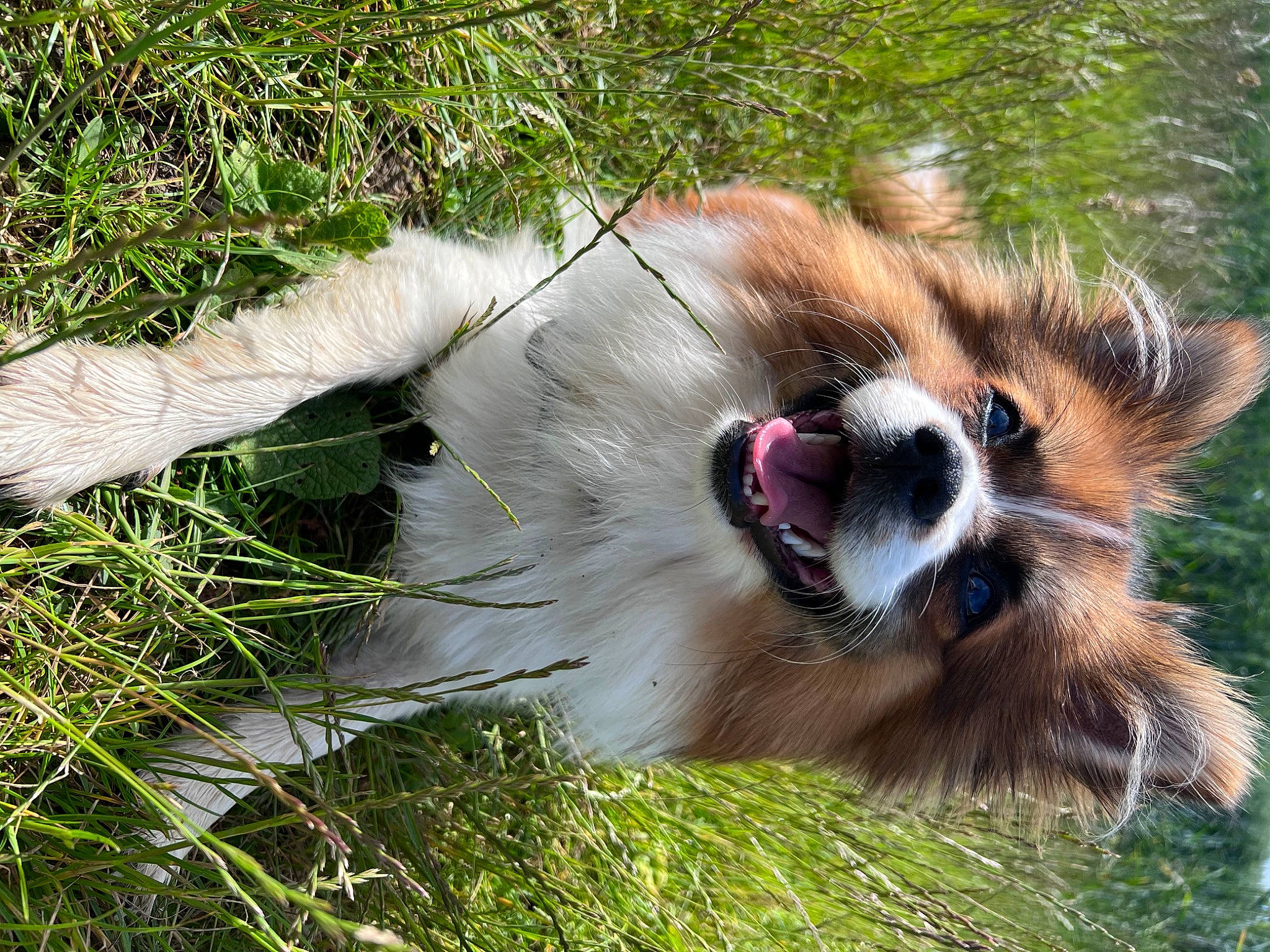 Ruby Roo is registered to the contest to win money with this photo: canidae, carnivore, collar, collie, companion_dog, dog, dog_breed, fang, felidae, fur, grass, herding_dog, liver, paw, plant, primate, roar, scotch_collie, terrestrial_animal, whiskers