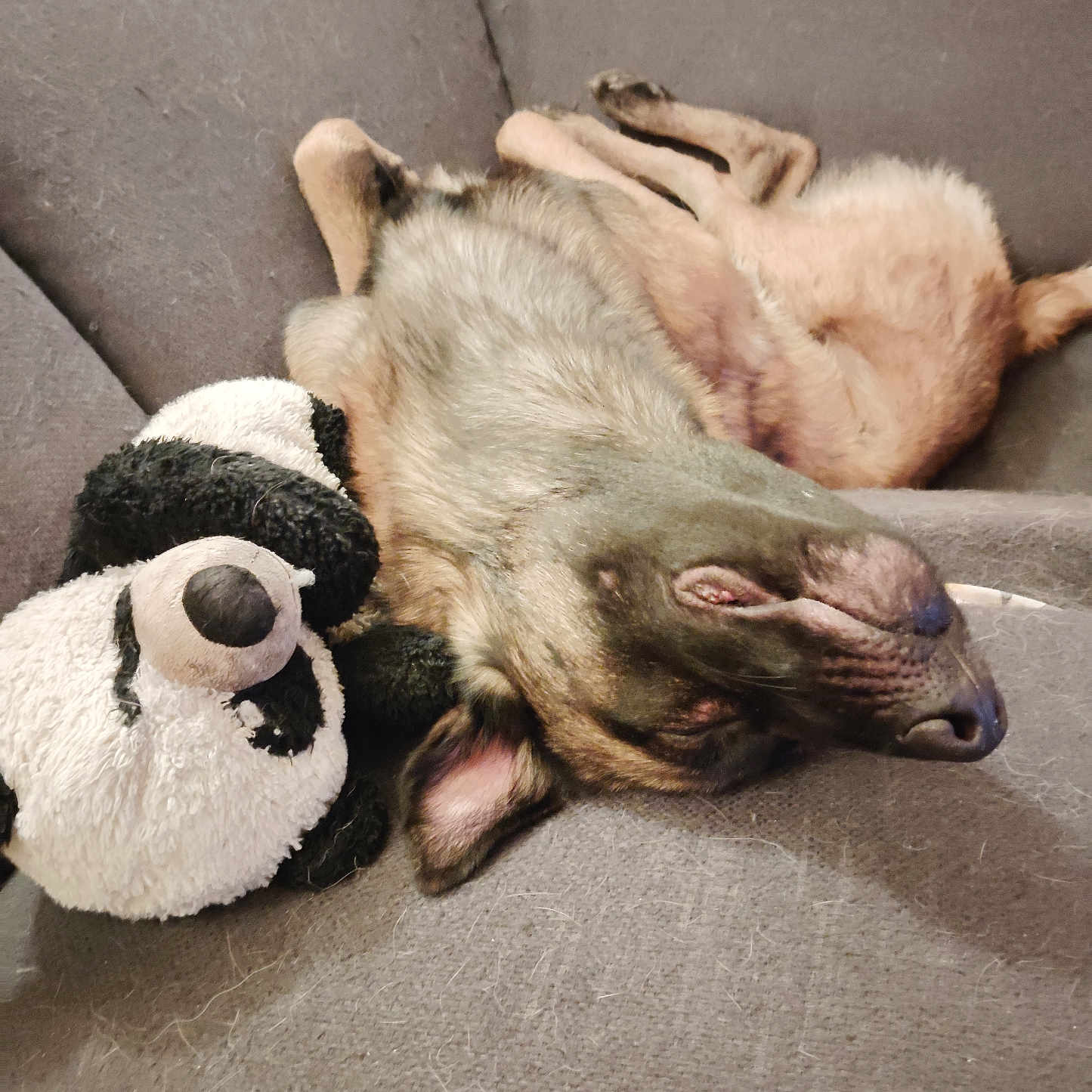 Voyou participe au concours pour gagner de l'argent avec cette photo : dog, stuffed_toy, panda, couch, pet_hair, sleeping, relaxed, indoor, fur, animal, snuggling, toy, soft, resting, domestic, companion, cozy, laying_down, brown, black