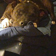 Lilly joined the competition — help win amazing prizes! animal, blanket, brown_dog, comfort, couch, cozy, dog, domestic, fur, furniture, home, indoor, pet, pillow, quiet, relaxation, rest, sleeping, snuggle, white_paws