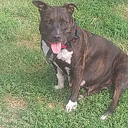 Lilly joined the competition — help win amazing prizes! dog, brindle, grass, outdoor, pet, canine, tongue_out, collar, happy, sitting, animal, fur, ears, white_paws, nature, playful, summer, sunlight, mammal, domestic