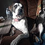 Turbo is registered to the contest to win money with this photo: dog, brindle, white, couch, water_bottle, table, collar, indoor, pet, quilt, brown, relaxed, fur, paw, snout, ear, furniture, home, resting, side_view
