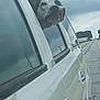 animal, canine, cloudy_sky, daytime, dog, head_out_window, leisure, mirror_text, nature, outdoor, pet, road, roadside, side_view, spotted_dog, transportation, travel, vehicle, white_car, window