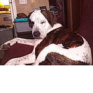 Turbo joined the competition — help win amazing prizes! dog, indoor, chair, resting, brown, white, spotted, pet, animal, furniture, kitchen, home, sleeping, relaxed, domestic, cozy, paw, nose, ear, canine