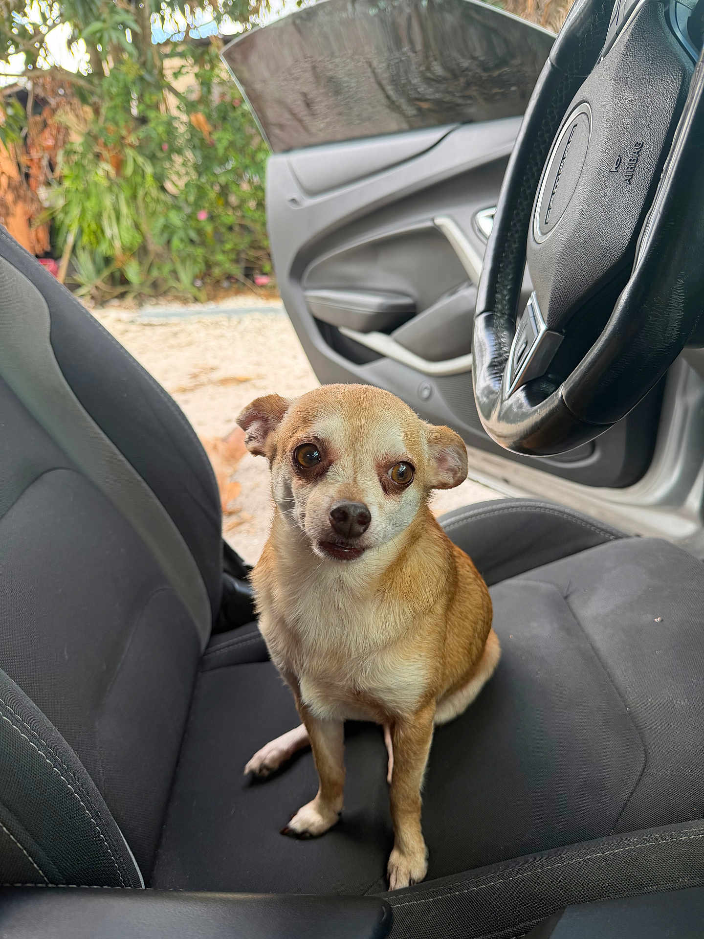Leo is registered to the contest to win money with this photo: dog, chihuahua, small_dog, tan_fur, brown_fur, pet, sitting, car_interior, car_seat, steering_wheel, open_car_door, outdoors, gravel_ground, plants, greenery, portrait, looking_up, big_eyes, ears, paws