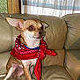 dog, chihuahua, pet, red_bandana, bandana, couch, leather_sofa, sitting, alert, ears, stare, indoor, curtain, window, paw, portrait, small_dog, domestic_animal, flash_red_eye, living_room
