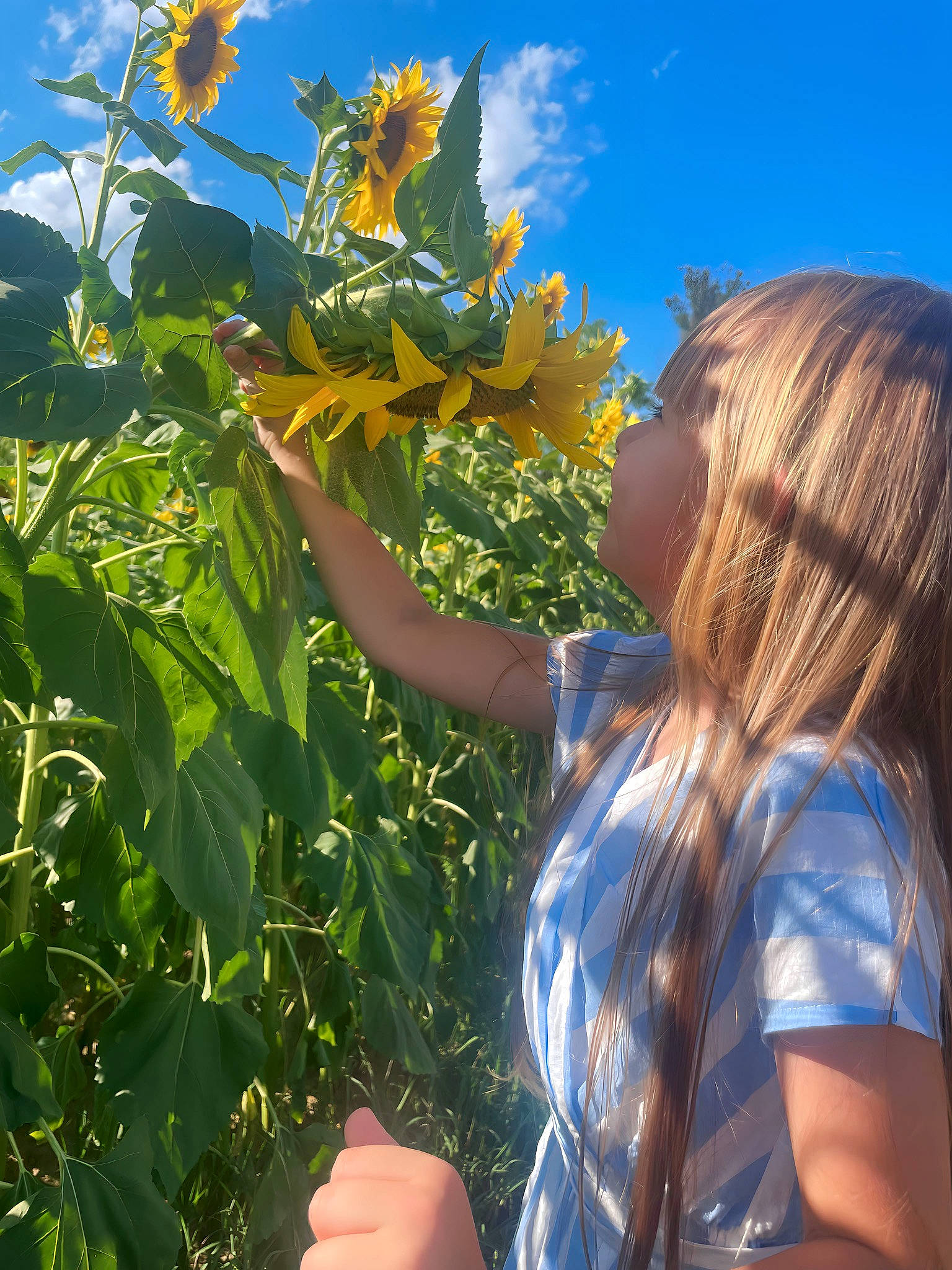 Anastasia participe au concours pour gagner de l'argent avec cette photo : agriculture, annual_plant, cloud, electric_blue, field, flower, flowering_plant, gesture, grass, happy, people_in_nature, person, petal, plant, sky, summer, sunflower, sunlight, travel, wildflower