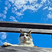 Charlie is registered to the contest to win money with this photo: cat, fence, wood, sky, clouds, animal, pet, outdoor, daylight, curious, looking, whiskers, ears, nature, mammal, portrait, sunny, blue_sky, wooden_fence, resting_paw