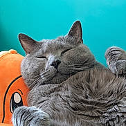 Lucky a rejoint le concours — aidez-le/la à gagner de superbes lots ! cat, gray_cat, sleeping, relaxed, plush_toy, orange, close_up, indoor, pet, feline, whiskers, fur, cute, cozy, resting, paw, animal, portrait, background, turquoise