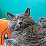 cat, gray_cat, sleeping, relaxed, plush_toy, orange, close_up, indoor, pet, feline, whiskers, fur, cute, cozy, resting, paw, animal, portrait, background, turquoise