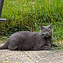 Lucky a rejoint le concours — aidez-le/la à gagner de superbes lots ! cat, gray_cat, grass, outdoor, pet, animal, nature, greenery, relaxed, laying_down, feline, mustache_grass, pebble_path, yellow_eyes, whiskers, ears, paws, side_view, close_up, daylight