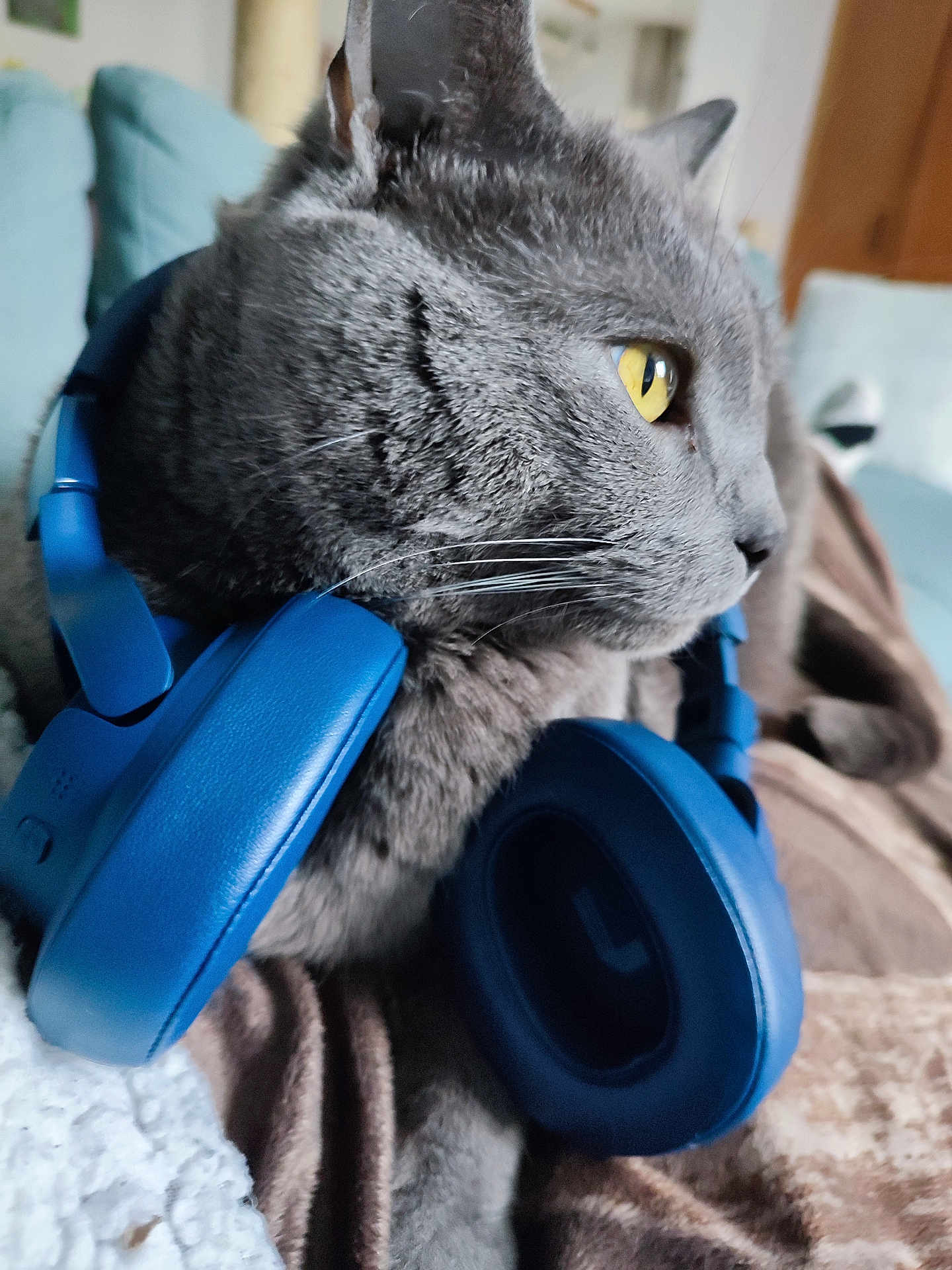 Lucky participe au concours pour gagner de l'argent avec cette photo : cat, gray_cat, yellow_eyes, headphones, blue_headphones, close_up, pet, indoor, cozy, blanket, furniture, relaxed, whiskers, portrait, animal, domestic_cat, ears, side_view, soft_light, curious