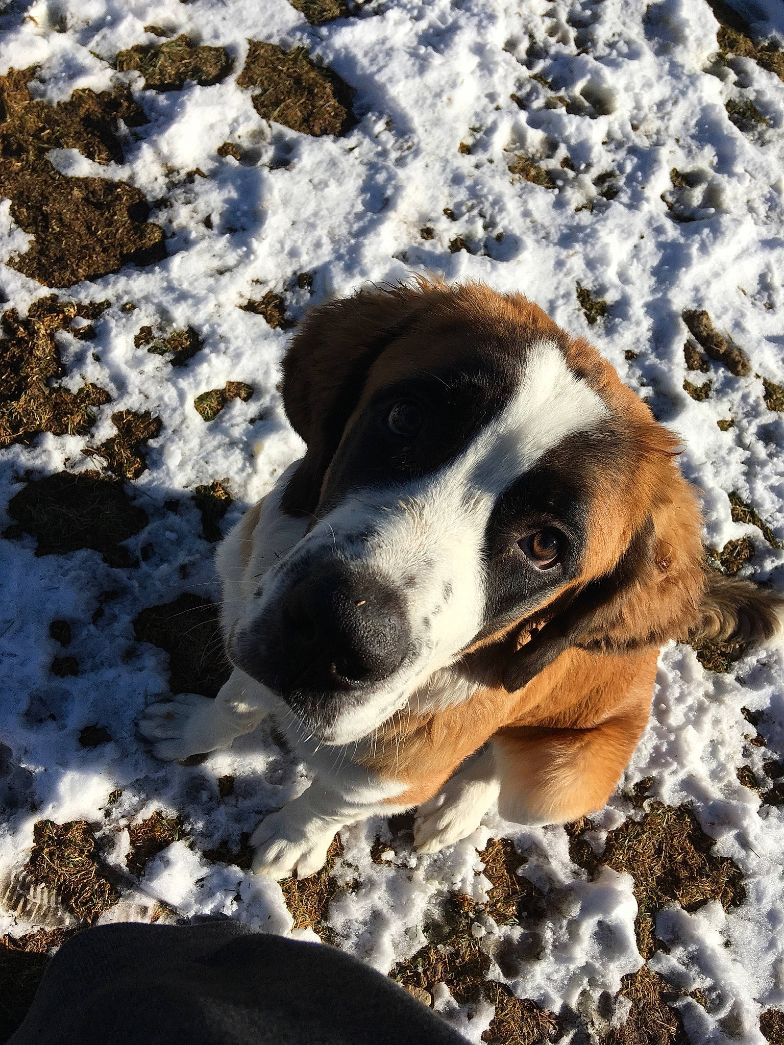 Fry joined the competition — help win amazing prizes! canidae, carnivore, dog, dog_breed, nose, rafeiro_do_alentejo, snout, snow, sporting_group, st_bernard, winter
