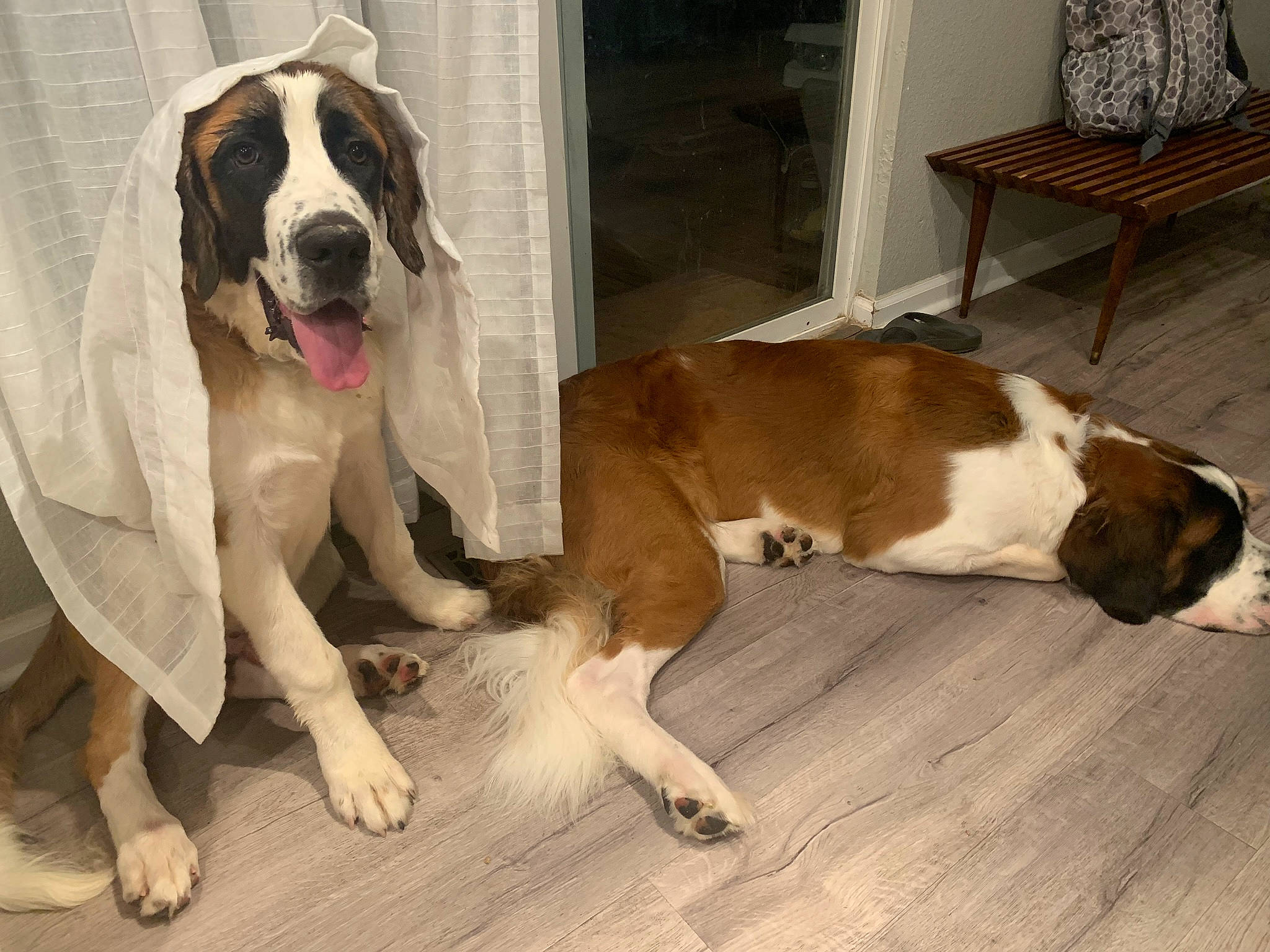 Fry is registered to the contest to win money with this photo: ancient_dog_breeds, boxer, canidae, carnivore, companion_dog, dog, dog_breed, fawn, giant_dog_breed, guard_dog, mammal, molosser, moscow_watchdog, rafeiro_do_alentejo, rare_breed_dog, snout, sporting_group, st_bernard, vertebrate, working_dog