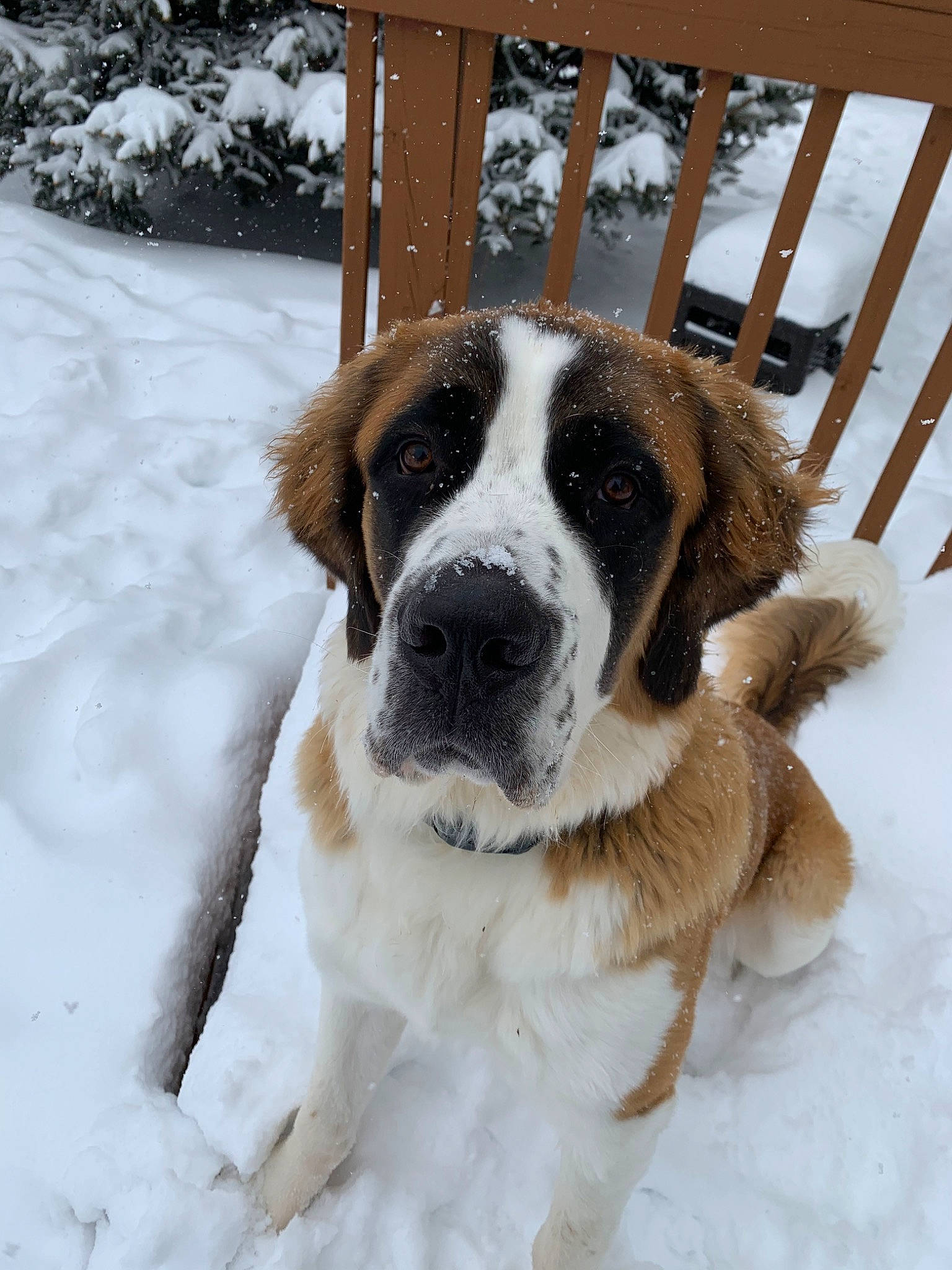 Fry joined the competition — help win amazing prizes! canidae, carnivore, dog, dog_breed, fawn, giant_dog_breed, karakachan_dog, mammal, moscow_watchdog, pyrenean_mastiff, rafeiro_do_alentejo, rare_breed_dog, snout, snow, sporting_group, st_bernard, vertebrate, winter, working_dog