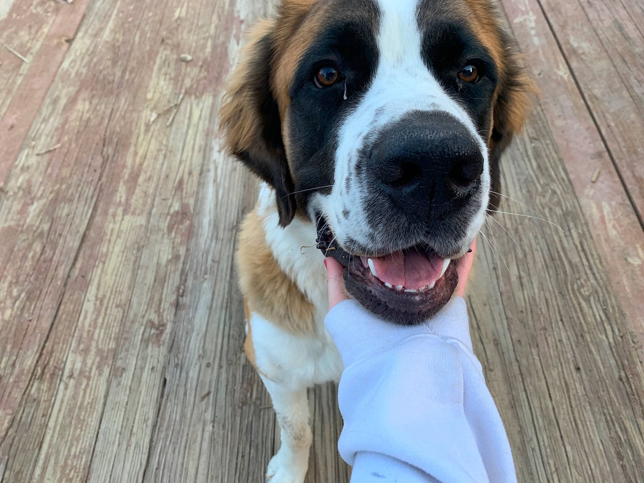 Fry joined the competition — help win amazing prizes! ancient_dog_breeds, canidae, carnivore, dog, dog_breed, fawn, giant_dog_breed, guard_dog, mammal, moscow_watchdog, rafeiro_do_alentejo, rare_breed_dog, snout, sporting_group, st_bernard, vertebrate, working_dog